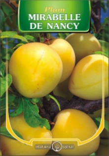 PAR MIRABELLE DE  NANCY - pomi fructiferi de vanzare