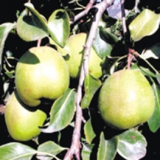 PAR PASSE CRESSANE - pomi fructiferi de vanzare