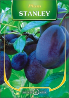 PRUN STANLEY - pomi fructiferi de vanzare