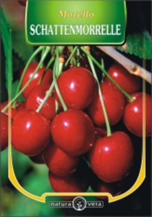 VISIN SCHATTENMORRELLE - pomi fructiferi de vanzare
