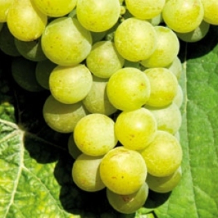 VITA TRAMINER- pentru vin - vita de vie de vanzare