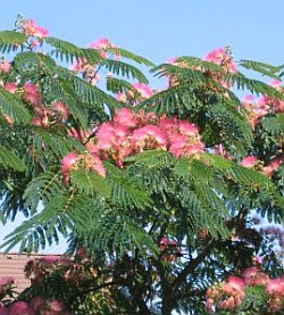 ALBIZIA mimosA-ARBORELE DE MATASE-50 LEI - POMI ORNAMENTALI de vanzare