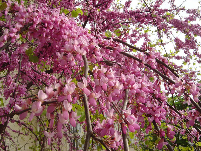 CERCIS SILIQUASTRUM -50 LEI - POMI ORNAMENTALI de vanzare