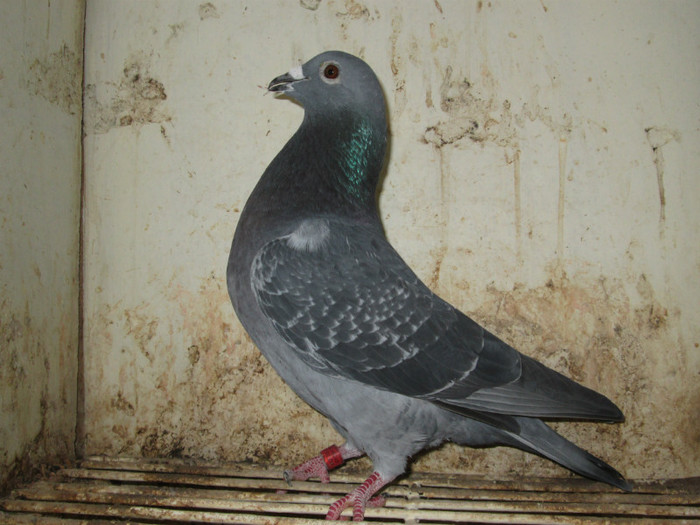 3686-2012-RO-F-SZ