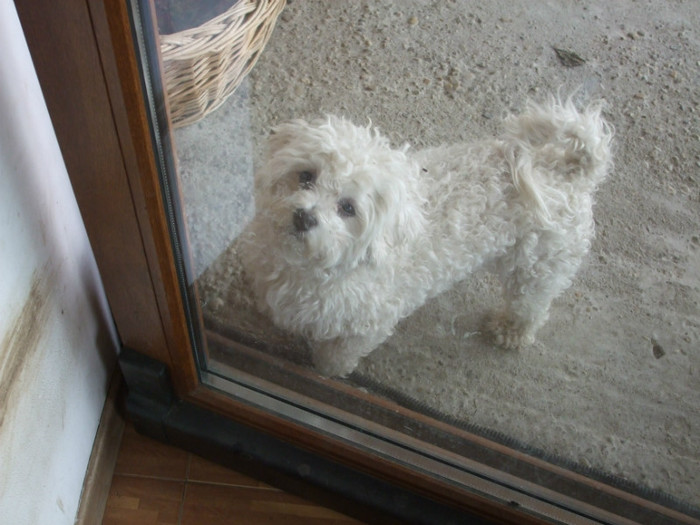 Stau ca proasta la usa si pe ei ii doare la bascheti