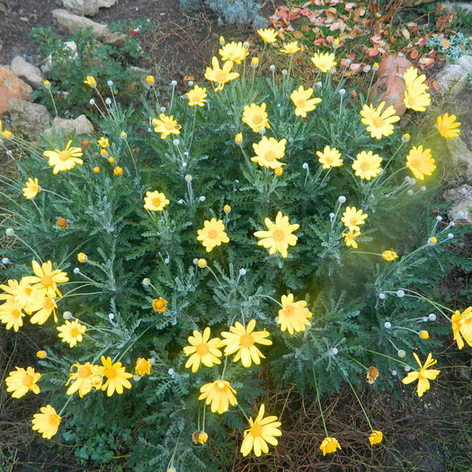 Euryops pectinatus