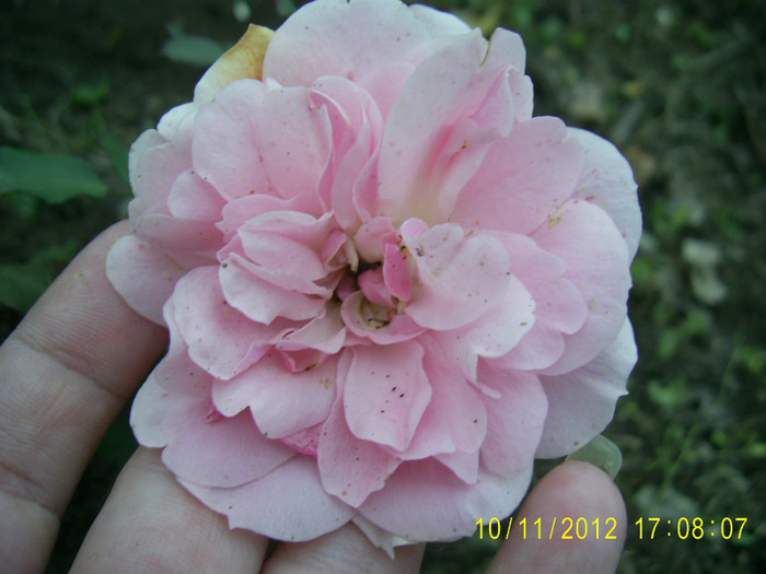 PIC_0076 - Trandafir Florov nr 32