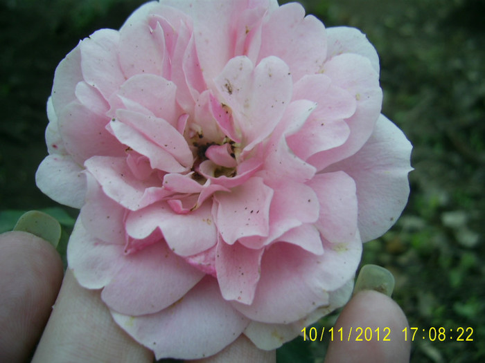 PIC_0078 - Trandafir Florov nr 32