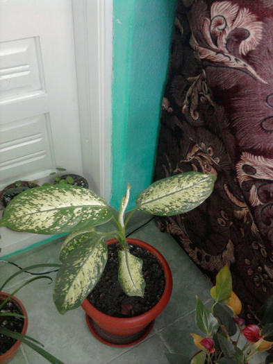 Fotografie2150 - flori de la nela