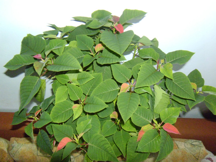 se pregateste de Craciun