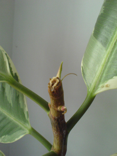 noul motz al variegatului - ficus