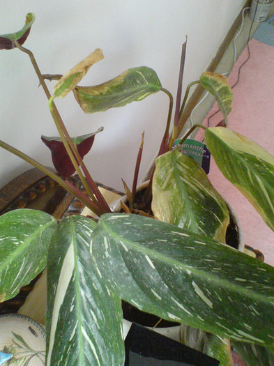 Stromanthe Magicstar - Calathea