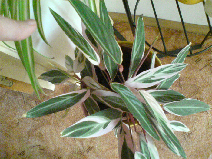 Detaliu ridicarea frunzelor seara - Calathea