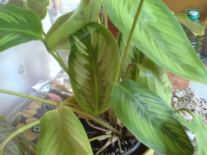 frunza noua - Calathea