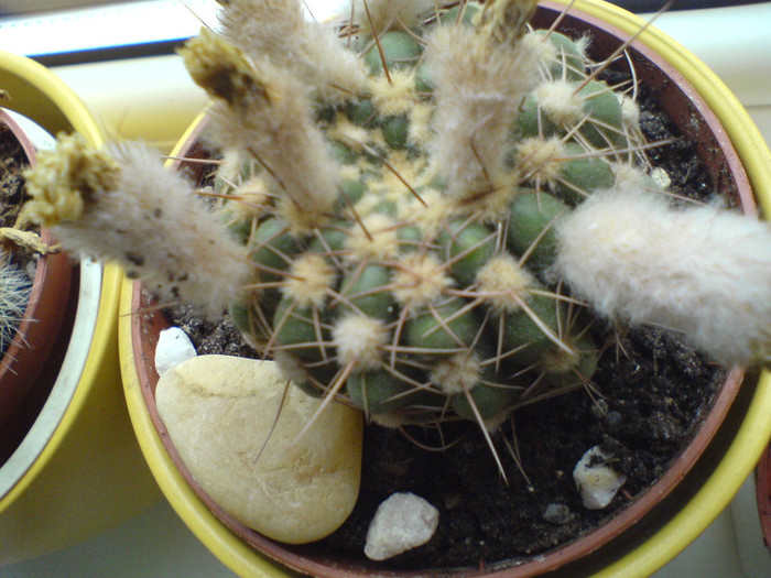 DSC01636 - cactusi