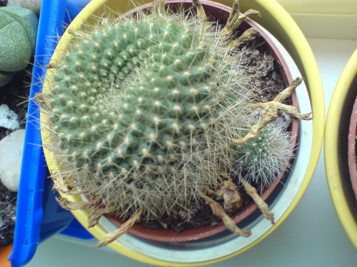 DSC01637 - cactusi