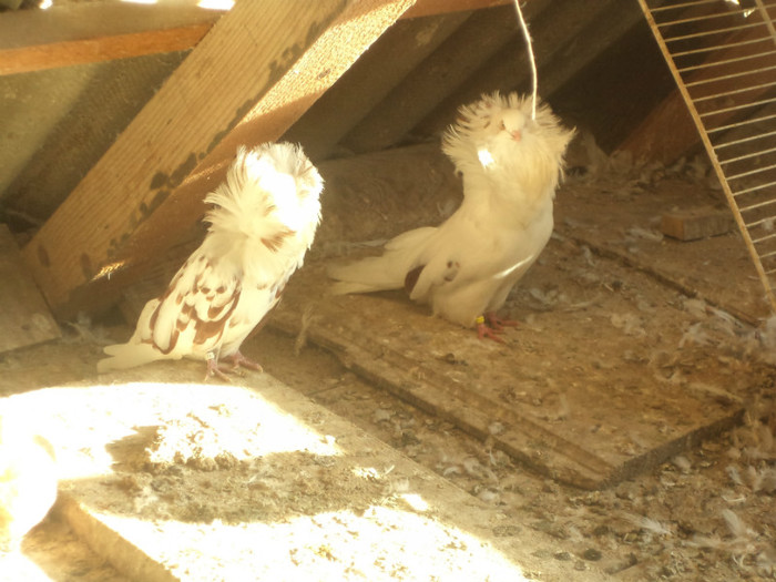 pereche achizitionata matca