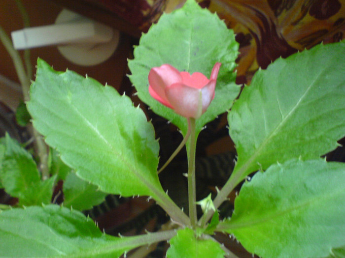 floarea are o coditza!; noi 2012
