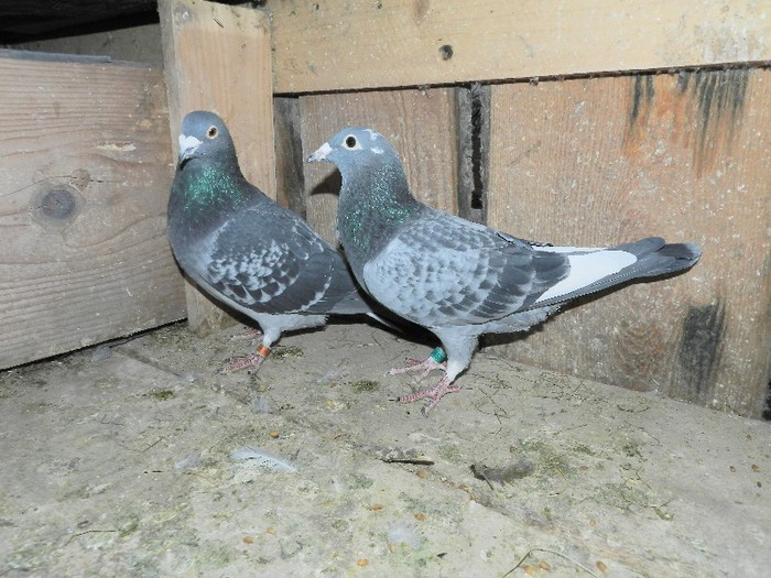 DSCN2289; Jan Aarden
