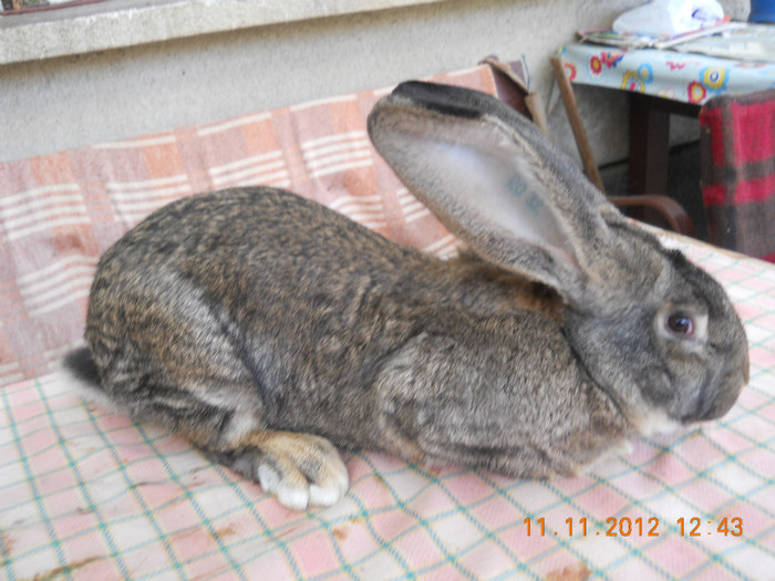 RO32 LG32 (M4); linie Schleicher-7 luni,7.200kg,22,5cm uechi,culoare buna
