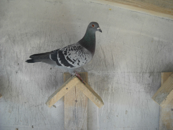 fem - 9-0  zburatori  2013