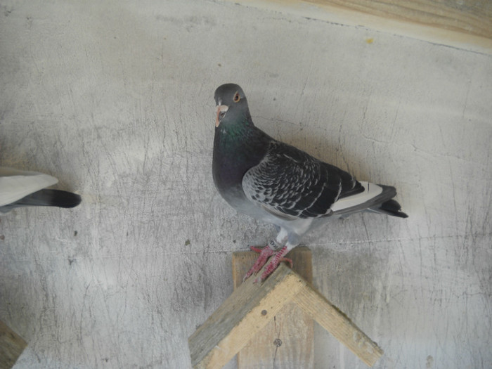 mas - 9-0  zburatori  2013