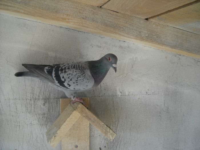 fem - 9-0  zburatori  2013