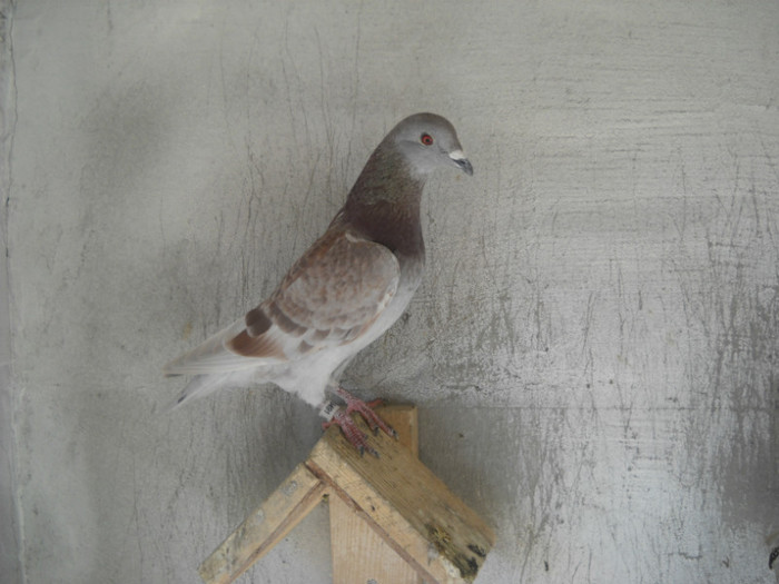 mas - 9-0  zburatori  2013