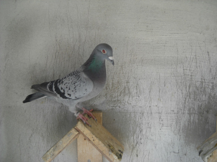 mas - 9-0  zburatori  2013