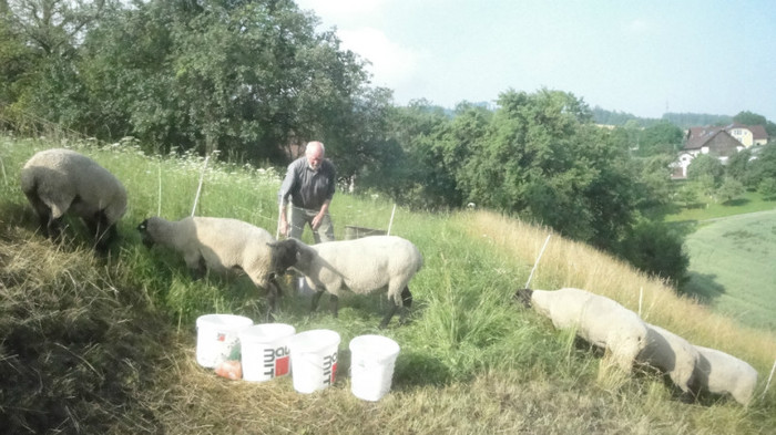 de vanzare 2 mielute - oi suffolk stahrl si texel-Firma kolcsar-Oroszlany