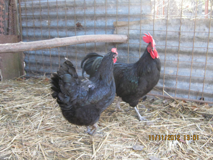 vandute - AA_Australorp matca 2013 - vandut