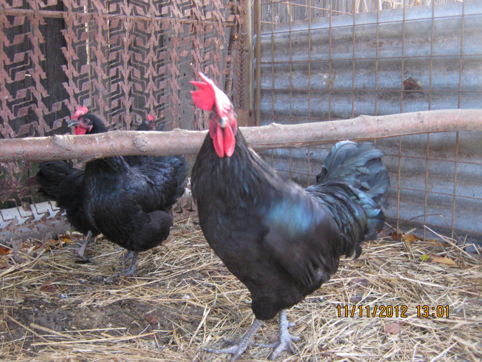 vandute - AA_Australorp matca 2013 - vandut