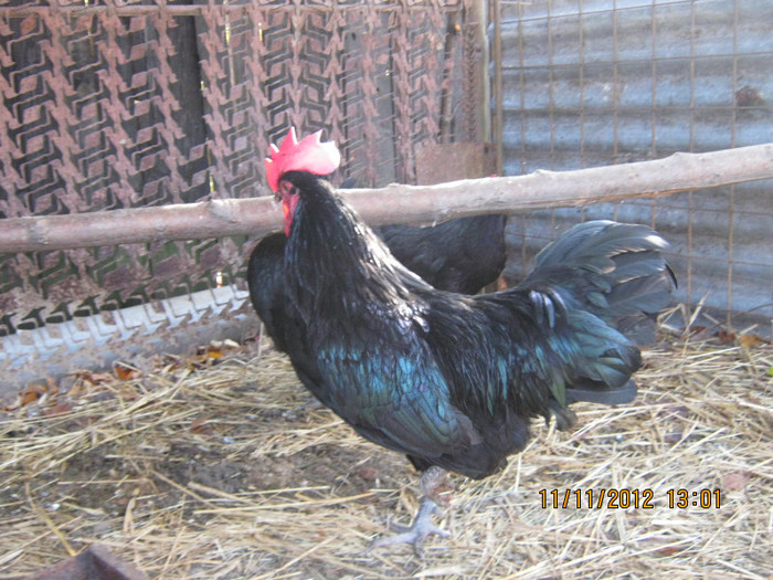 IMG_1980 - AA_Australorp matca 2013 - vandut