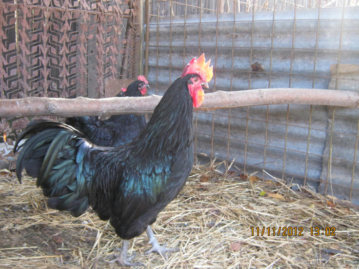 IMG_1981 - AA_Australorp matca 2013 - vandut