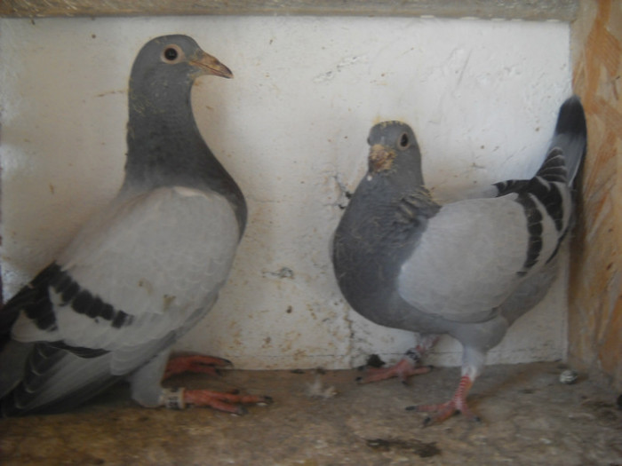 masculi - 9-0  zburatori  2013