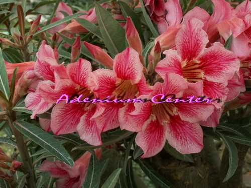 sakura2 TERMINATE - ADENIUM cum vor arata