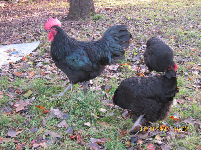 IMG_2055 - AA_Australorp matca 2013 - vandut