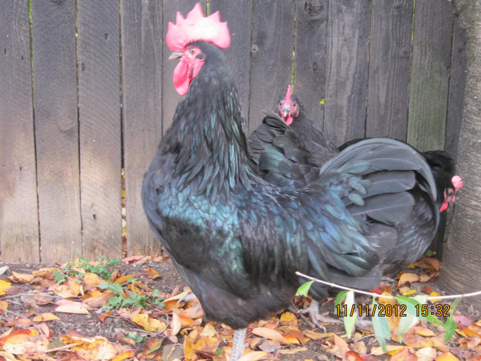 IMG_2012 - AA_Australorp matca 2013 - vandut