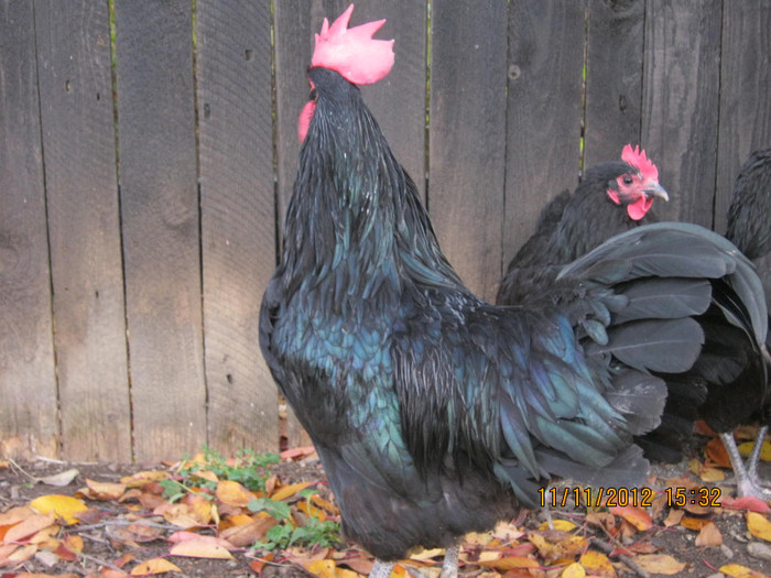 IMG_2015 - AA_Australorp matca 2013 - vandut