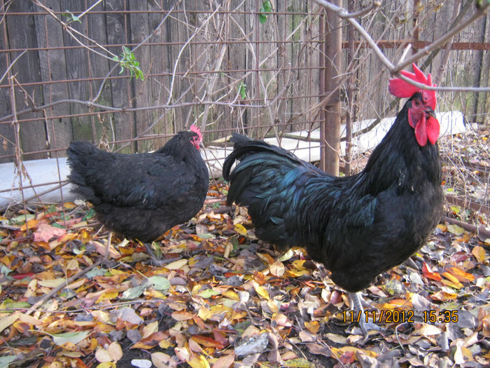 IMG_2024 - AA_Australorp matca 2013 - vandut