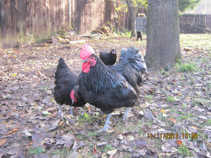 IMG_2027 - AA_Australorp matca 2013 - vandut