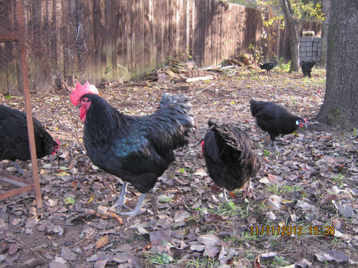 IMG_2028 - AA_Australorp matca 2013 - vandut