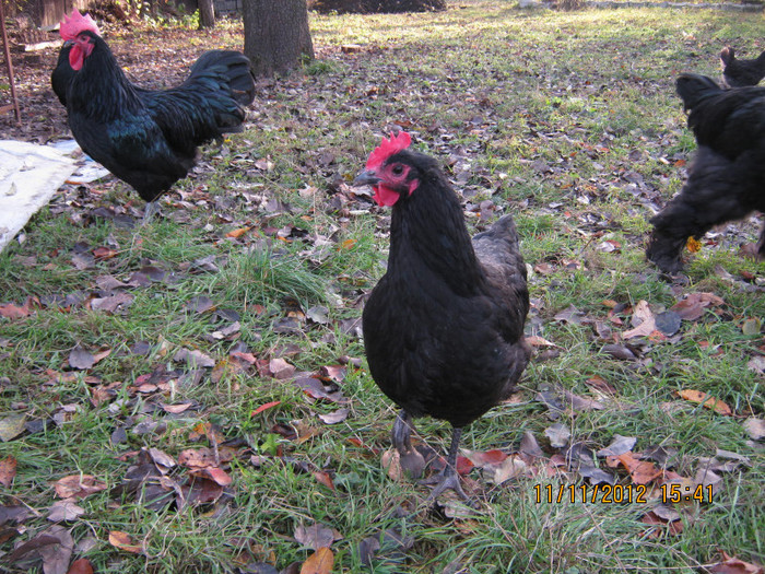 IMG_2046 - AA_Australorp matca 2013 - vandut