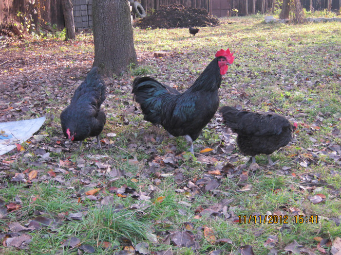 IMG_2049 - AA_Australorp matca 2013 - vandut