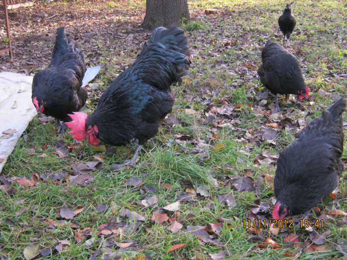 IMG_2050 - AA_Australorp matca 2013 - vandut