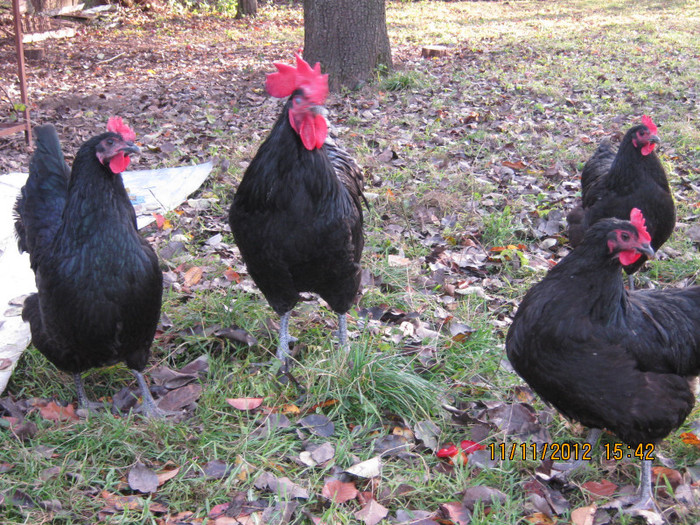 IMG_2051 - AA_Australorp matca 2013 - vandut