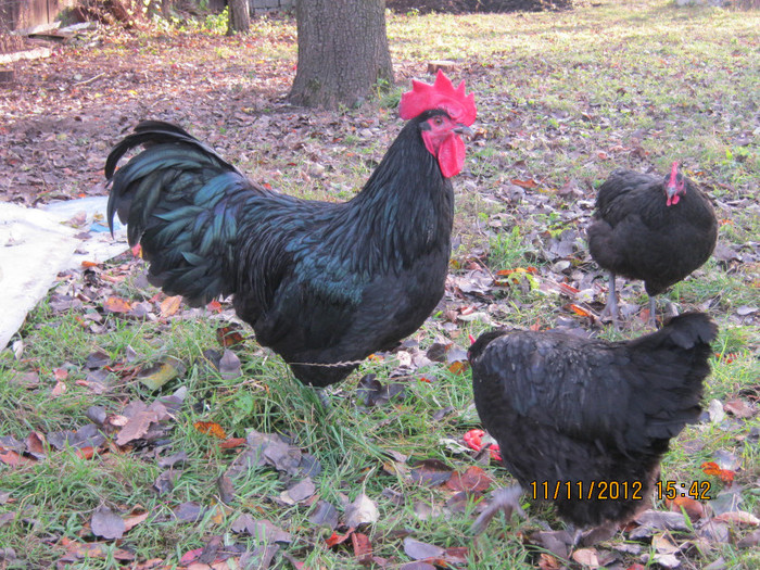 IMG_2054 - AA_Australorp matca 2013 - vandut