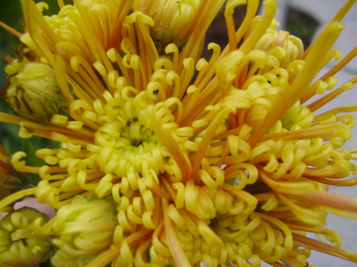 001 - crizanteme tufane 2012