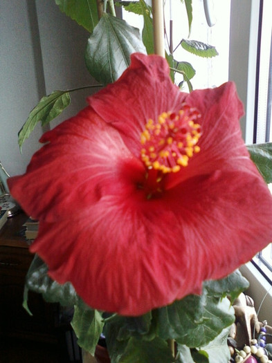 11 nov 2012-flori 001 - hibiscus -1