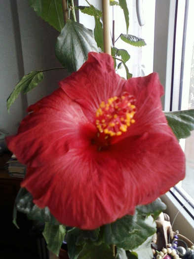 hibi  de la mama - hibiscus -1